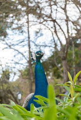 Naklejka premium peacock, bird, animal, blue, nature, feather, peafowl, feathers, head, wildlife, beauty, green, beautiful, beak, birds, zoo, colorful, portrait, plumage, wild, peacocks, tail