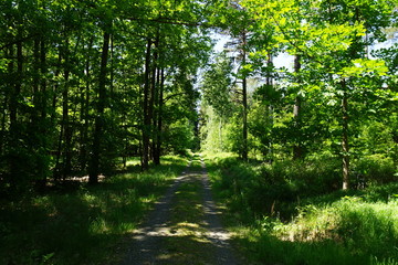 path in the forest