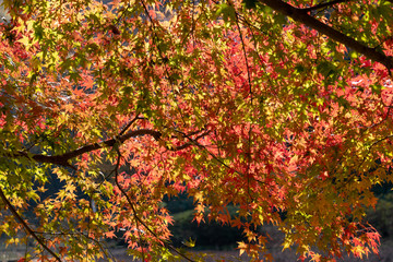 Autumn leaves of Chiba city, Chiba prefecture, Japan / Izumi Nature Park in Chiba City, Chiba prefecture, Japan