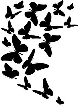 black butterfly, isolated on a white