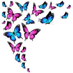 Fototapete Schmetterlinge beautiful color butterflies,set, isolated  on a white