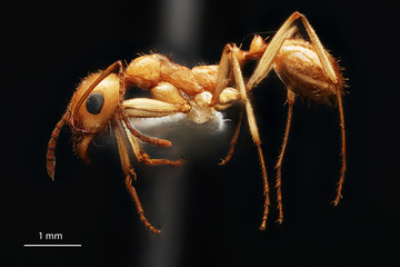 aphaenogaster_megommata_nevada