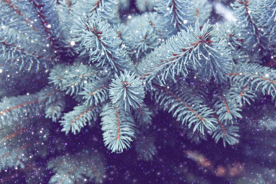 Pine tree branches covered with snow.