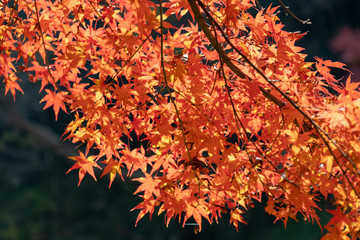 Autumn leaves of Chiba city, Chiba prefecture, Japan / Izumi Nature Park in Chiba City, Chiba prefecture, Japan