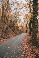 Route qui traverse la forêt en Automne envahie de feuilles mortes