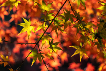 Autumn leaves of Chiba city, Chiba prefecture, Japan / Izumi Nature Park in Chiba City, Chiba prefecture, Japan
