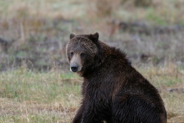 Fototapeta premium Large Grizzly Bear Yellowstone National Park