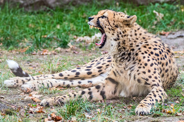 Gepard