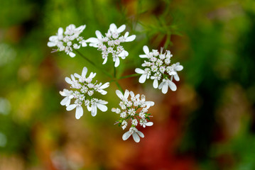 Detail leaf of coriander, Coriandrum sativum, organically grown in gardens of Guatemala, Central America.