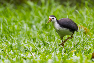 White-breasted Waterhen [Amaurornis phoenicurus] in hesitation