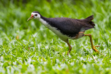 White-breasted Waterhen_Amaurornis phoenicurus