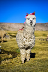 Lauca National Park, Chile, Alpaca