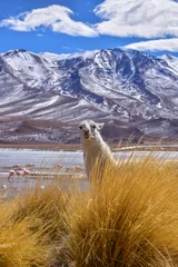 Foto auf Alu-Dibond Eduardo Avaroa National Reserve, Bolivia, llama © Silvia