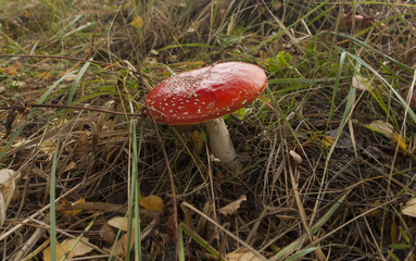 Amanita muscaria mushrooms.