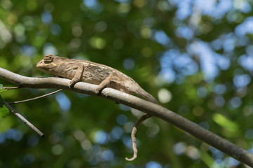 caméléon sur la branche