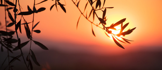 Silhouette of olive branch on the background of the setting sun in Tuscany