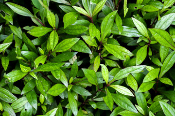 Fototapeta na wymiar Eupatorium fortunei turcz. at garden