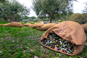 Harvested fresh olives in sacks in a field in Crete, Greece for olive oil production, using green nets.