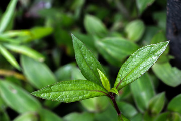 Eupatorium fortunei turcz. at garden