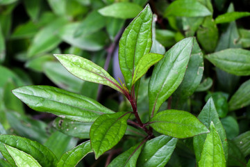 Eupatorium fortunei turcz. at garden