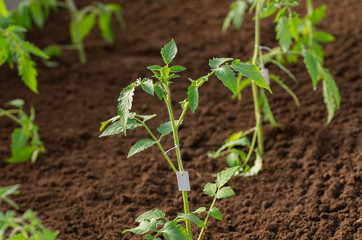 Tomato seedlings grown for the garden. Tomato saplings in the greenhouse in the spring.