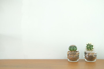 succulent cactus plant in pot decorating on wooden desk near white brick wall