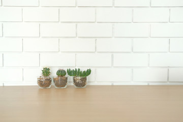succulent cactus plant in pot decorating on wooden desk near white brick wall