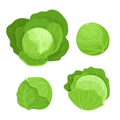 Bright vector illustration of colorful cabbage isolated on white background - 237016679