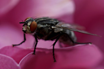 Fliegenmakro