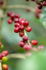 Fresh Arabica Coffee beans ripening on tree in North of thailand