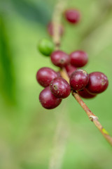 Fresh Arabica Coffee beans ripening on tree in North of thailand