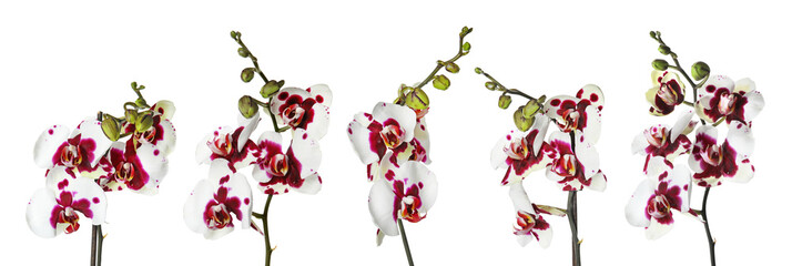 Set with beautiful orchid flowers on white background
