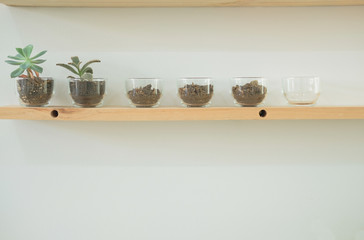 succulent cactus plant in pot decorating on wood shelf
