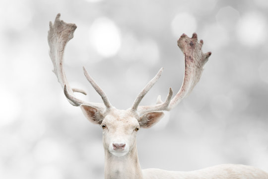 Fototapeta Portrait of beautiful white fallow deer in winter time.