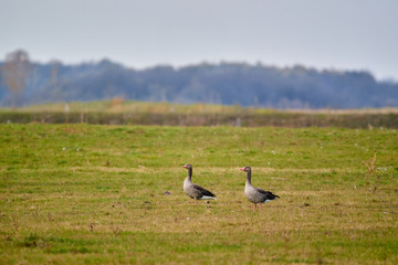 Fototapeta premium Greylag goose on the field