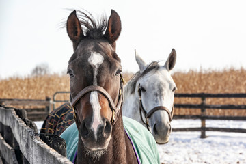 Close-up of the head of a bay horse and a grey horse behind her in the winter with snow and a corn field.