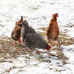 Three colorful hens scratching in the snow and grass in the winter.