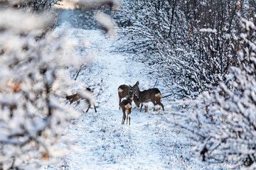 Roe deer Capreolus capreolus in winter. Roe deer with snowy background. Wild animal with snowy trees on background.