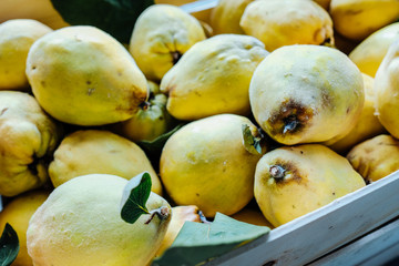 Freshly picked quince