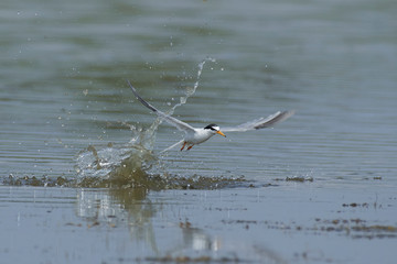 Little tern (Sternula albifrons)