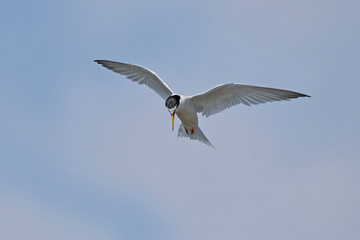 Little tern (Sternula albifrons)
