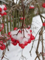 red viburnum