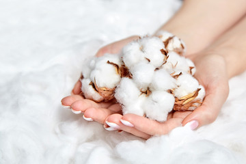 Heap of white fluffy cotton flowers in the female hands