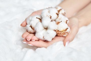 Heap of white cotton flowers in the female palms on soft background