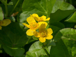 Gros plan sur fleur jaune vif de populage des marais (Caltha palustris)