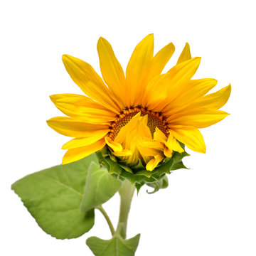 Open half sunflower flower isolated on white background. Plant growth, nature, agriculture. Food. Creative concept. Flat lay, top view