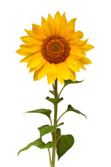 Flower of sunflower isolated on white background. Seeds and oil, food. Flat lay, top view