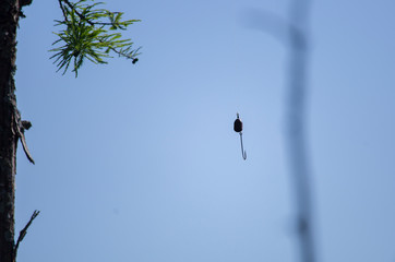 Fishing Hook and Weight