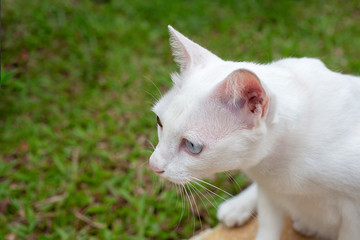 Cat in the garden. White cat with two color eyes, blue and yellow eyes. (Khaomanee) Thai cat. Thailand.