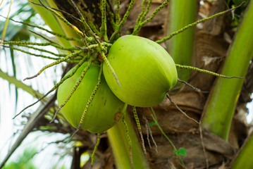 Closeup coconuts on the trees after watering with the blurred farm background in sunny day